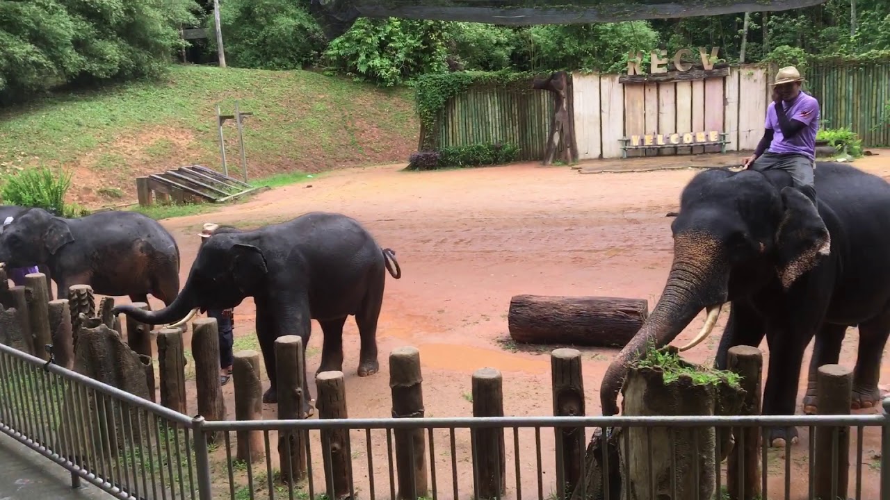 Persembahan Gajah (Kenyir Terengganu)      Part 2
