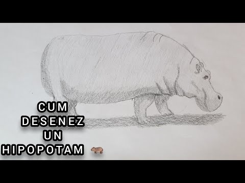 Video: Cum Să Desenați Un Hipopotam Cu Un Creion