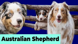 Australian Shepherd Puppies Doing Funny, Naughty and Cute Things #1 | Dogs Doing Things