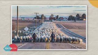 They're baaack: Idaho sheep drive