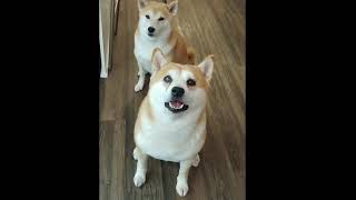 SHIBA SCREAM!! Ep. 2 (Candy gets the last 'word') 😂😂 by James Scurlock 47,627 views 5 years ago 42 seconds