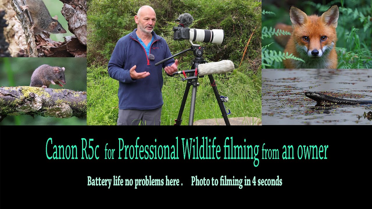 Canon R5c for professional Wildlife filming .Tips & review - YouTube