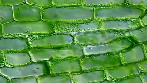 Time Lapse Cytoplasmic Streaming in Elodea by Mr Ralph Grimm