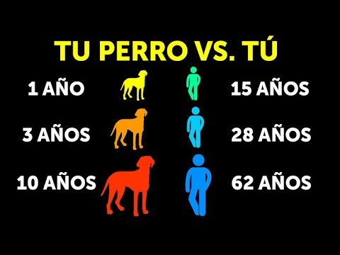 Video: ¿Por qué los perros crecen tan rápido?