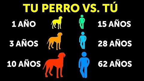 ¿Por qué envejecen tan rápido los perros?