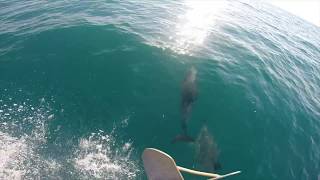 дельфины в Чёрном море. Красивые Кадры.