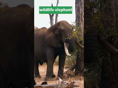 Witness an African Elephant Like You've Never Seen Before! #Shorts