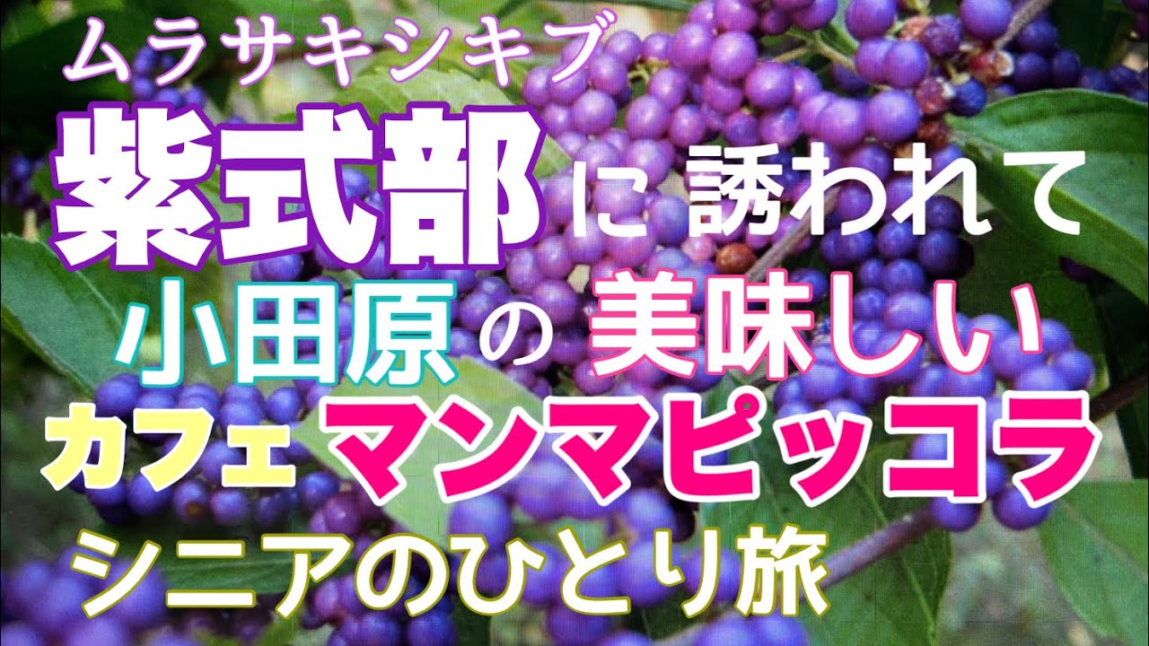 シニアのひとり旅vlog 紫式部 秋明菊 秋の花咲くカフェ マンマピッコラさんでティータイム Youtube