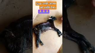 God उनके आत्मा को शांति देना। shorts vital emotional tranding goat