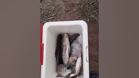 VIDEO. ANH EM BÌNH PHƯỚC TRONG HỘI TRẢ CHO CƯỜNG NHÉ . THỦY ĐIỆN ĐỒNG NAI 3..