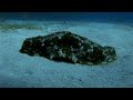 Sea Cucumbers: The Ocean
