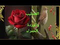 قصة من الأدب الانجليزي العندليب والوردة الحمراء 
