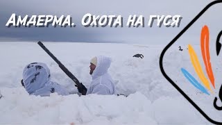 АМДЕРМА.  ОХОТА НА ГУСЯ