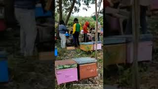 Panen madu akasia carpa Riau - Farm Terbesar di Riau