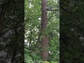 4 Eichhörnchen #squirrels #eichhörnchen #spielen #baum #wildlife #shorts #wildanimals #tiere