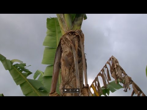 Vídeo: Com Realitzar Un Ritu De Purificació Amb Foc