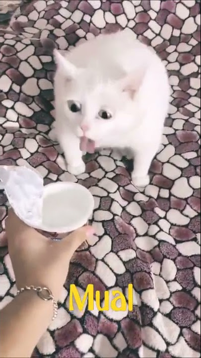 kucing lucu mau muntah #shorts
