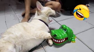 You Laugh You Lose 😅 Funniest Cats and Dogs 2024 😻🐶 Part 23