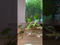 My Mystic Life ~ Clip