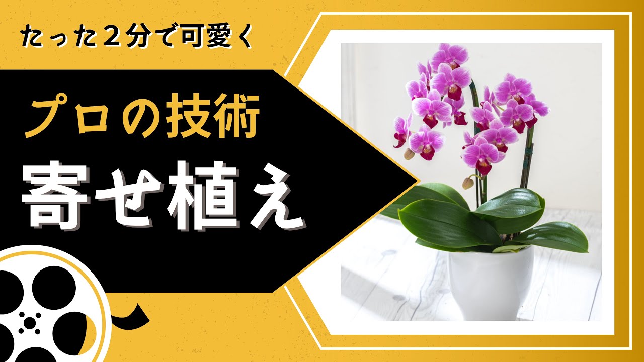 プロの寄せ植え術 可愛い胡蝶蘭が2分で完成 Youtube