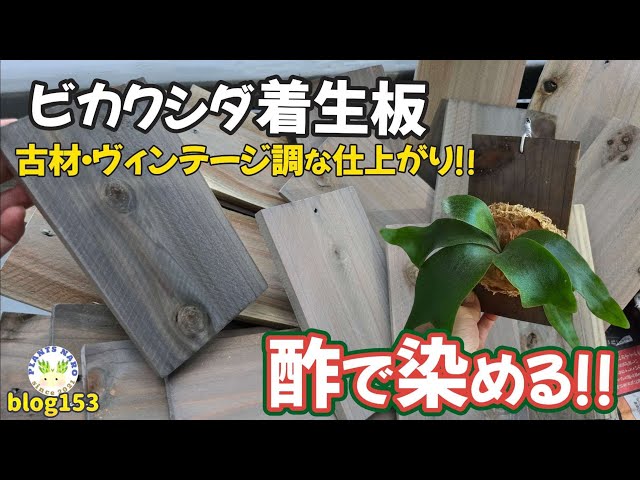 着生板 ビカクシダ 板付 トロフィー 鉄媒染 T445 ビカクシダ等着生植物