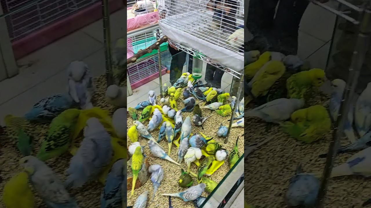 China ka animal market 