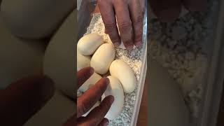 Ball python eggs