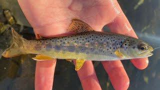 Small Creek Fly Fishing (Wild Browns & Rainbows!!)