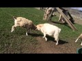 Goats horn clash 120fps slow mo