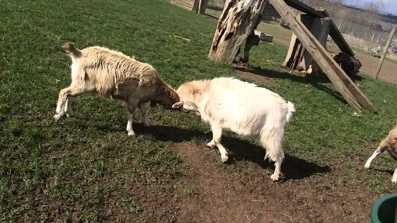 Goat Clashing Goats Horn Clash 120fps Slow Mo - YouTube