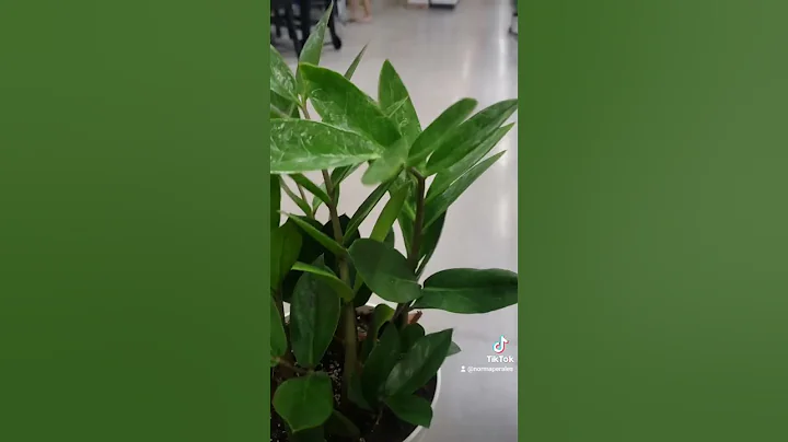 ZZ plant para malas energas