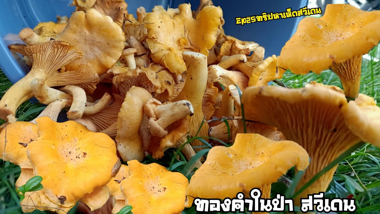 Ep25ทริปหาเห็ดสวีเดน‼️เก็บเห็ดเหลืองทองคำตามป่า จัดให้ยาวๆตามคำขอ⚠️พีคสุดตอนไกล้กลับ#kppchannel