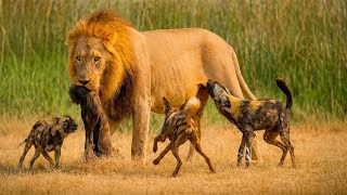 Top 10 Most Dangerous Dog breeds In The World | 10 Dog Breeds That Are Every Thief’s Worst Nightmare