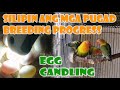 SILIPIN ANG MGA PUGAD BREEDING PROGRESS + EGG CANDLING + NATURAL VITAMIN + SAPOLA TIP + OTHER TIP