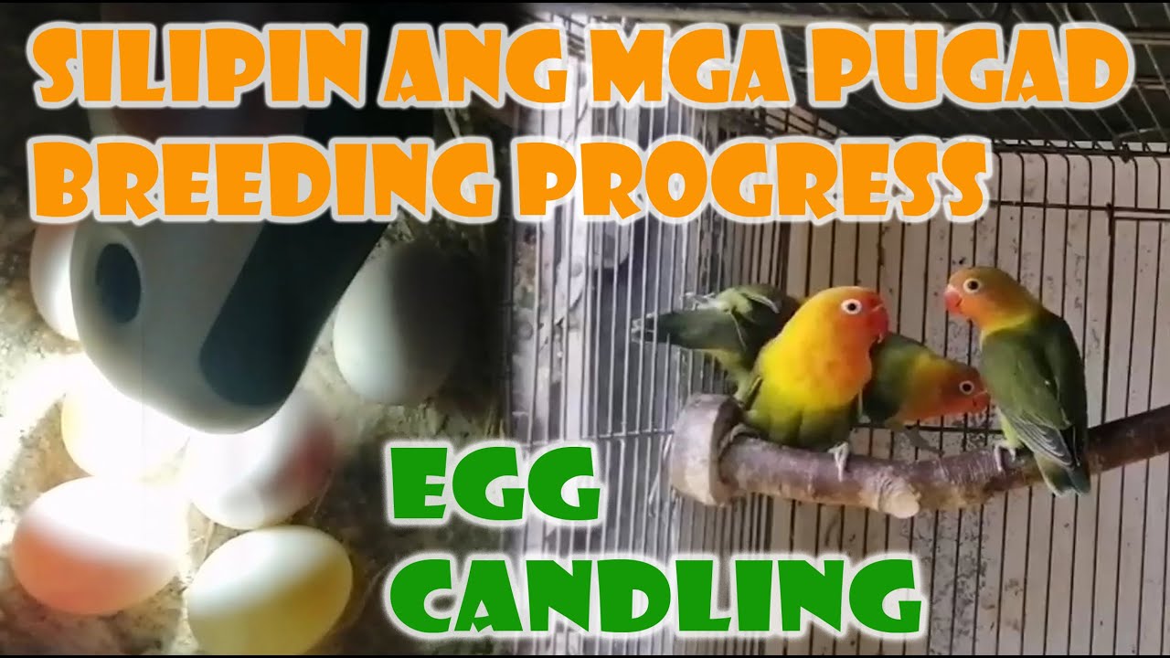 SILIPIN ANG MGA PUGAD BREEDING PROGRESS + EGG CANDLING + NATURAL VITAMIN + SAPOLA TIP + OTHER TIP