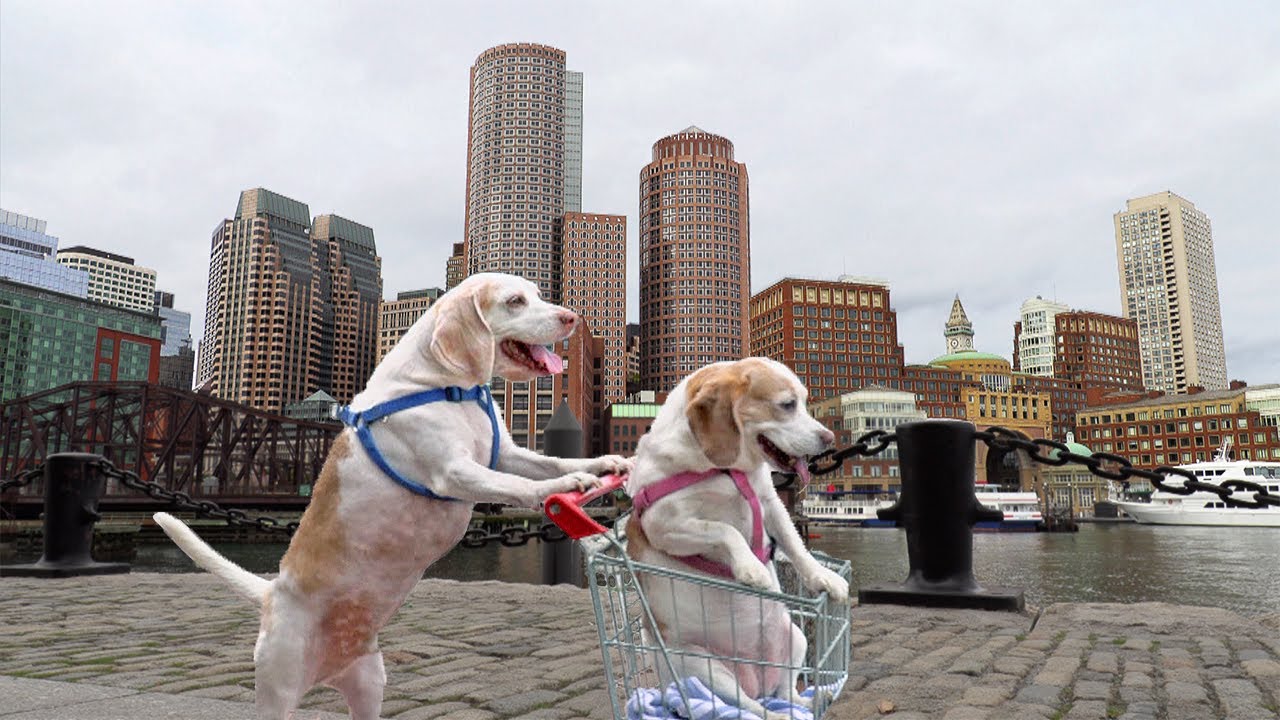 ⁣Dog Takes Dog to Vote in Shopping Cart: Funny Dogs Maymo & Penny Shopping Cart Voting Adventure