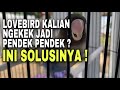 Download Lagu Penyebab dan solusi lovebird yang tadinya ngekek panjang jadi ngekek pendek pendek