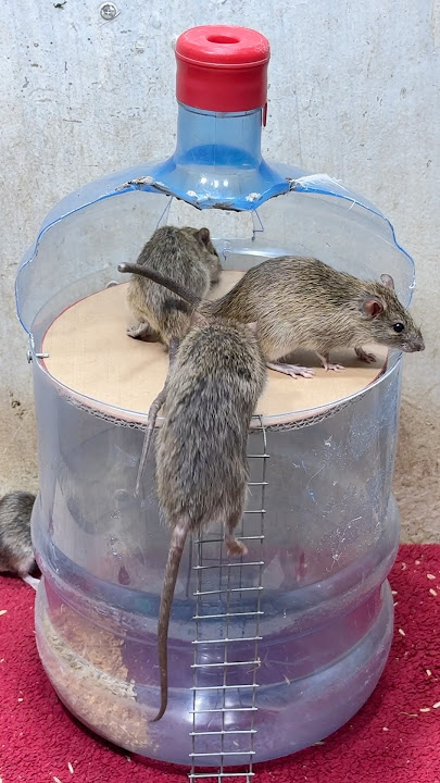 Rat traps creative/best spinning mouse trap #rattrap #mousetrap