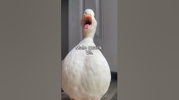 Male quack Vs. Female quack.