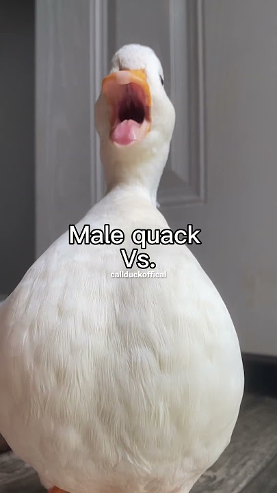 Male quack Vs. Female quack.