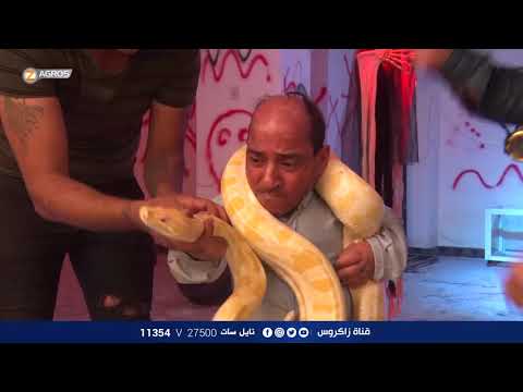فائز السنفور يجتاز مرحلة رفع الثعبان على كتفه لأجل مساعدة بيت ابو مصطفى عراقي بامتياز