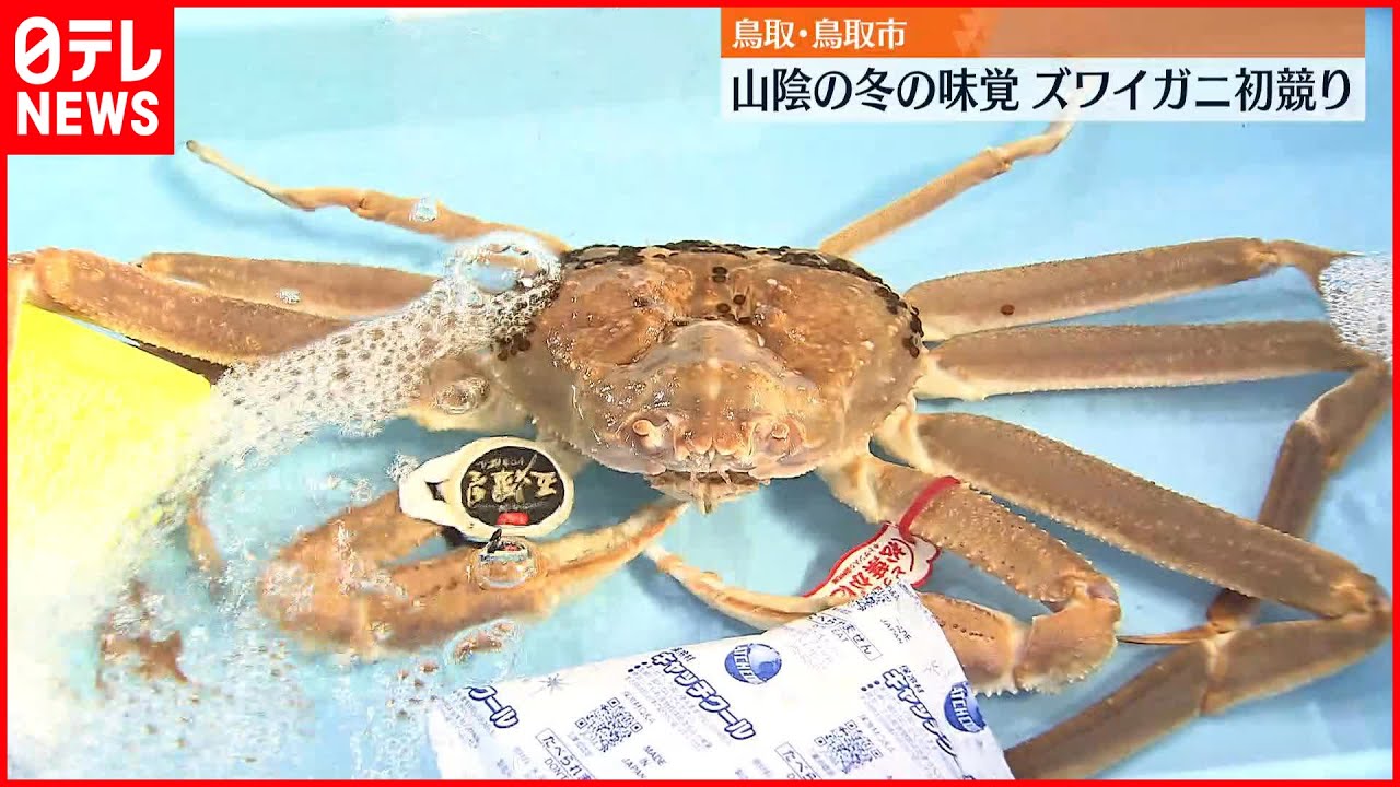 ズワイガニ初競り】最高級「五輝星」に100万円 鳥取市 - YouTube
