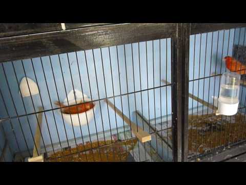 Redfactor Canary Breeding