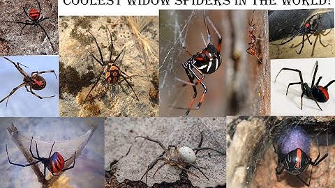 What are the different types of widow spiders?