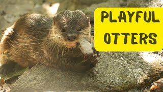 Otterly Adorable: Exploring the Playful World of Otters! Cute Compilation! by Super Wise 42 views 1 month ago 4 minutes, 44 seconds