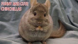 Funny and Cute Chinchillas Compilation | Best Cute Chinchillas Videos