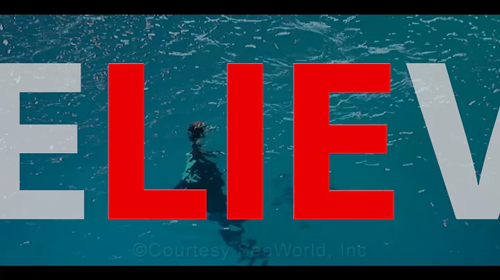 SeaWorld Documentary  |  Sarah Weis