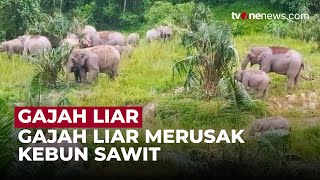 Kelompok Gajah Liar Masuk Pemukiman Warga, Mengamuk Hingga Rusak Kebun | OneNews Update