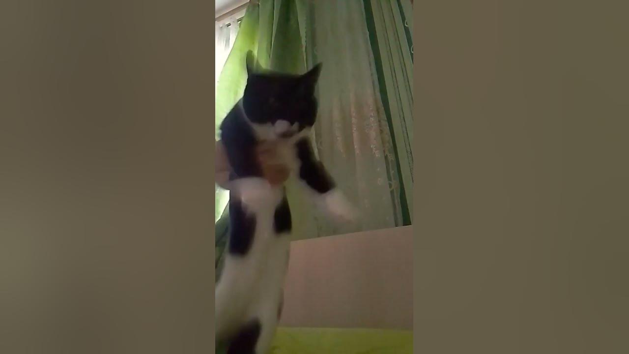 #р_е_к_о_м_е_н_д_а_ц_и_и_ месик станцевал доп доп йес йес 😃😃😃 - YouTube