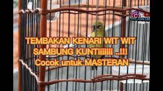 masteran pleci tembakan wit-wit kenari Kunti..